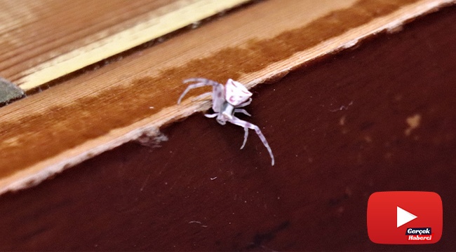 İnsan yüzlü örümcek Türkiye’de 7. kez ortaya çıktı