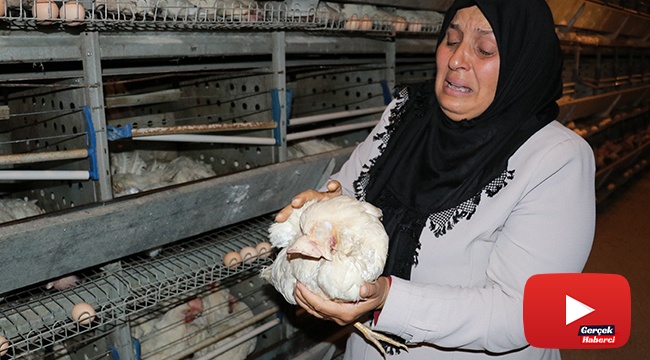 Kahramanmaraş'ta 10 bin tavuk telef oldu, sahibi ağıt yaktı