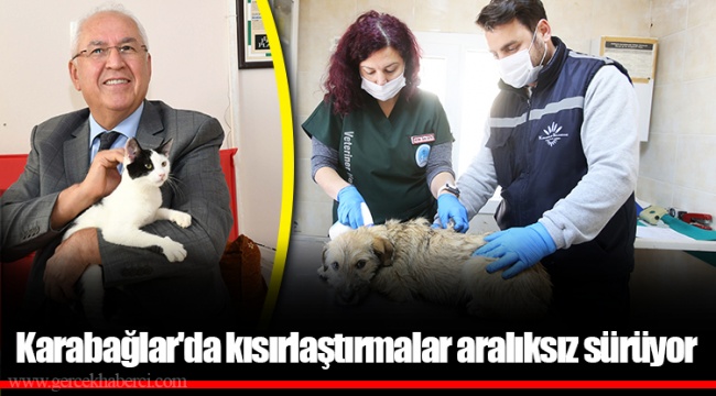 Karabağlar&#039;da kısırlaştırmalar aralıksız sürüyor