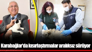 Karabağlar'da kısırlaştırmalar aralıksız sürüyor