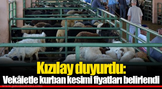 Kızılay duyurdu: Vekâletle kurban kesimi fiyatları belirlendi