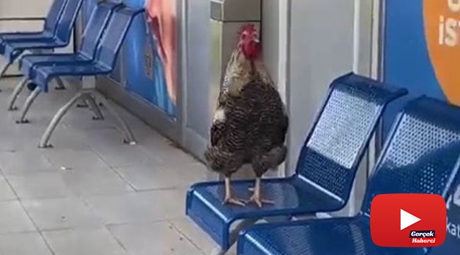 Klimalı otobüs durağına girip öten horoz şaşırttı