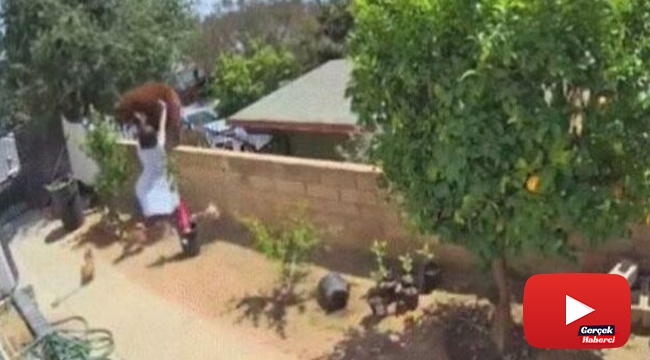 Köpeklerini kurtarmak için ayıyı elleri ile itti