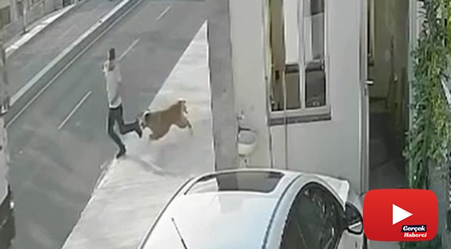 Köpekten kaçmak isterken kamyon çarptı