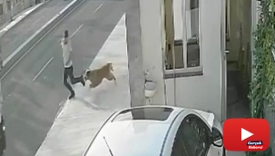 Köpekten kaçmak isterken kamyon çarptı