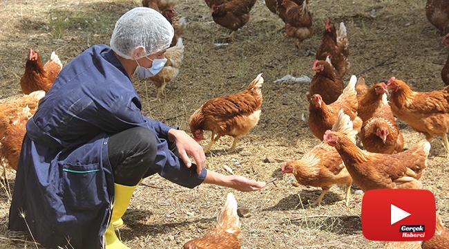 Lise bahçesine kurulan profesyonel tavuk kümesi üretime katkı sağlıyor