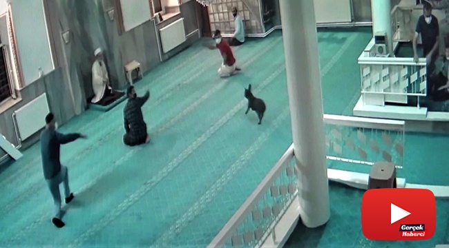 Namaz esnasında camiye giren köpek, cemaate korku dolu anlar yaşattı