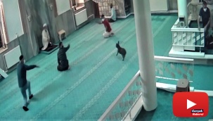 Namaz esnasında camiye giren köpek, cemaate korku dolu anlar yaşattı