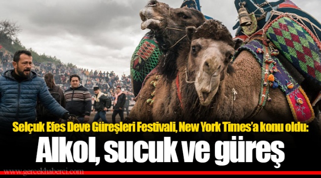 Selçuk Efes Deve Güreşleri Festivali, New York Times’a konu oldu: Alkol, sucuk ve güreş