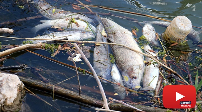 Türkiye’nin en uzun nehrinde toplu balık ölümleri