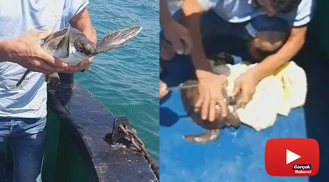 Yavru kaplumbağayı deniz temizlik ekipleri kurtardı