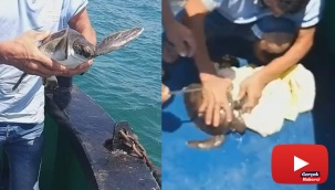 Yavru kaplumbağayı deniz temizlik ekipleri kurtardı