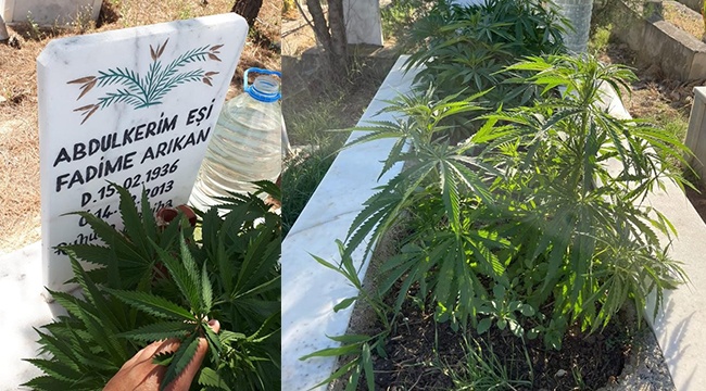 Anneanne ve dedesinin mezarına kenevir ekti