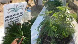 Anneanne ve dedesinin mezarına kenevir ekti