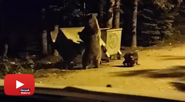 Ayının saldırısına uğradı, yüzüne ışık tuttu... Uludağ'da turistin korku dolu anları