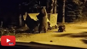 Ayının saldırısına uğradı, yüzüne ışık tuttu... Uludağ'da turistin korku dolu anları