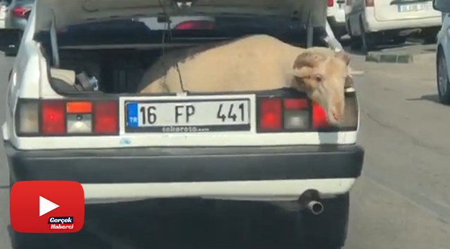 Bagajda yolculuk yapan koyun kameralara yansıdı