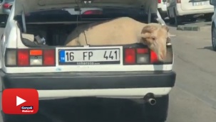 Bagajda yolculuk yapan koyun kameralara yansıdı