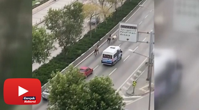 Başıboş atlar trafiği birbirine kattı