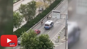 Başıboş atlar trafiği birbirine kattı