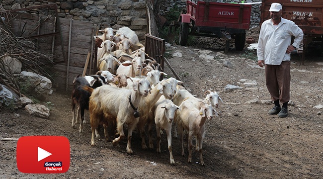 Bu keçi diğerlerinden çok farklı