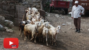 Bu keçi diğerlerinden çok farklı