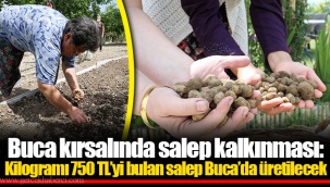 Buca kırsalında salep kalkınması: Kilogramı 750 TL’yi bulan salep Buca’da üretilecek
