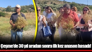 Çeşme’de 30 yıl aradan sonra ilk kez anason hasadı!