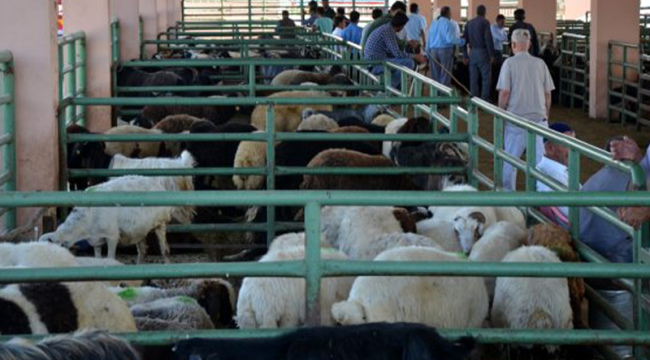 Diyanet'ten kredi kartıyla kurbanlık alanlara uyarı: İbadetle faiz bağdaşmaz