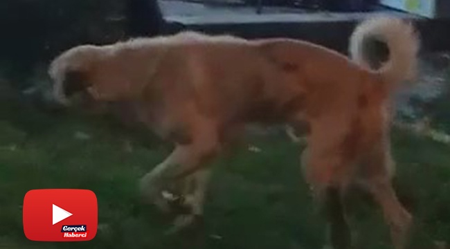 Düğün müziğine kapılan köpek dans etti
