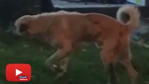 Düğün müziğine kapılan köpek dans etti