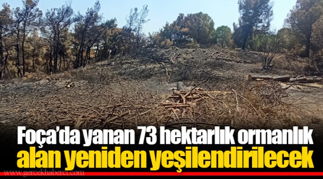 Foça’da yanan 73 hektarlık ormanlık alan yeniden yeşilendirilecek