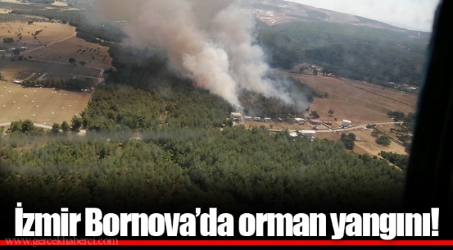İzmir Bornova'da orman yangını!