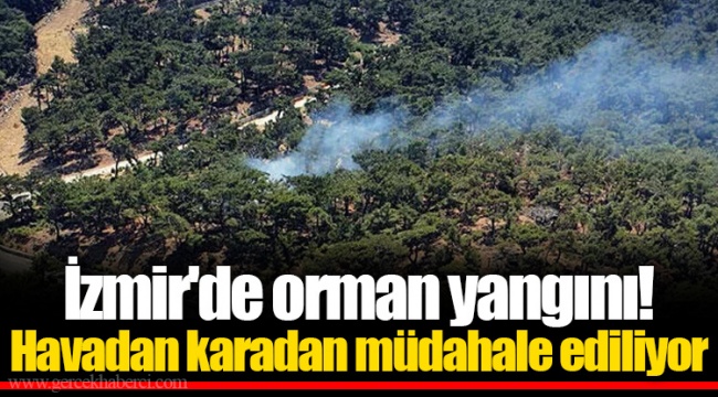 İzmir'de orman yangını! Havadan karadan müdahale ediliyor