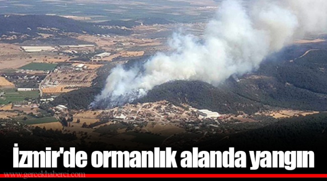 İzmir'de ormanlık alanda yangın