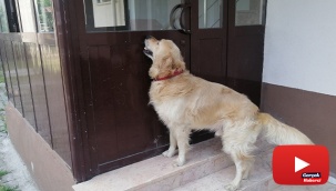 Kapıyı açmak için anahtar kullanabilen köpeğin yeteneği şaşırttı