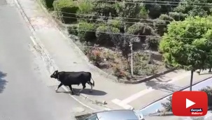 Kurbanlık dana kaçtı, mahalleli kovaladı