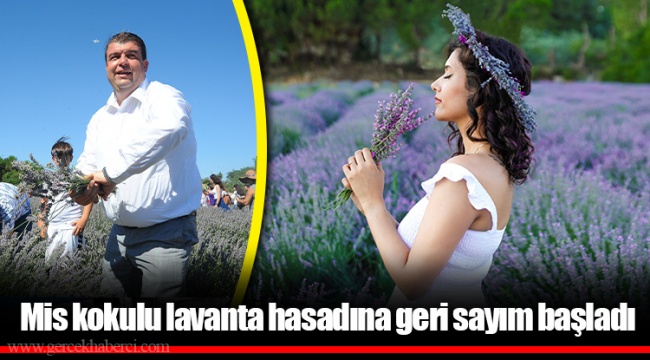 Mis kokulu lavanta hasadına geri sayım başladı