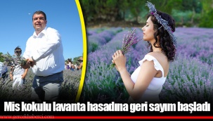 Mis kokulu lavanta hasadına geri sayım başladı
