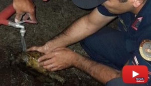 Orman yangınının ortasında kalan kaplumbağaya jandarma eli