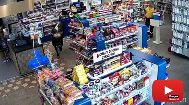 Sahibinin elinden kurtulan dana markete daldı