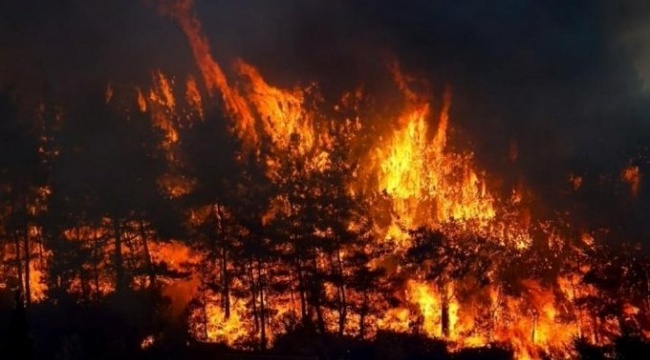 Samsun Vezirköprü’de orman yangını çıktı