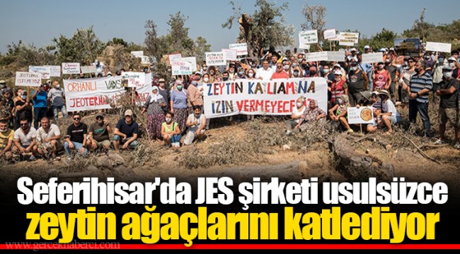 Seferihisar'da JES şirketi usulsüzce zeytin ağaçlarını katlediyor