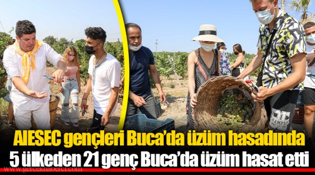 AIESEC gençleri Buca’da üzüm hasadında