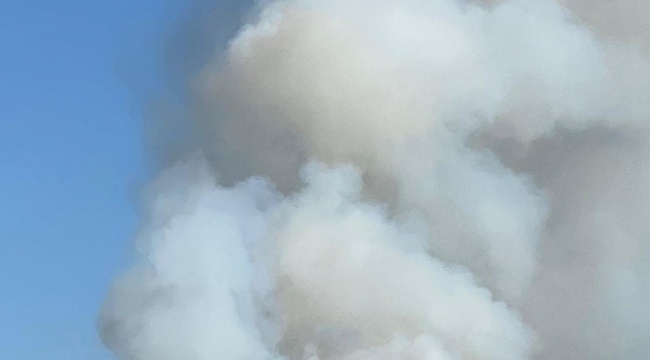 Aydın'da orman yangını: Bir mahalle tahliye edildi