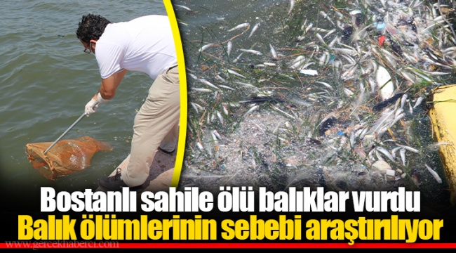 Bostanlı sahile ölü balıklar vurdu Balık ölümlerinin sebebi araştırılıyor