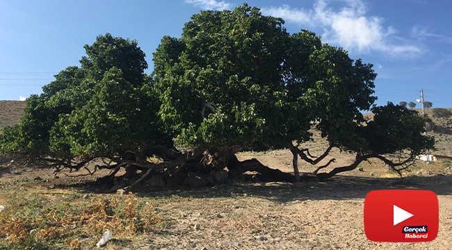 Bu ağacın yaşı hesaplanamıyor