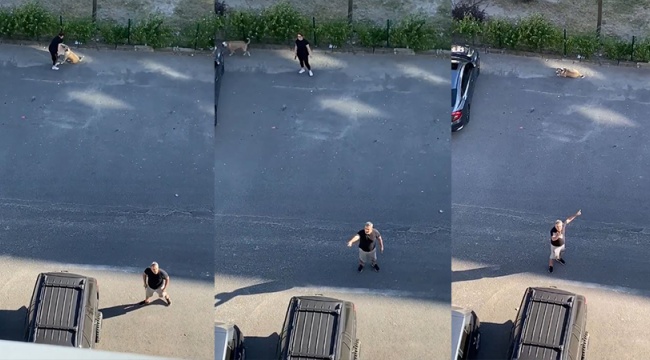 'Daire 16' sosyal medyanın gündeminde: Sokak köpeğinin alınması için belediyeyi arayanlara isyan etti