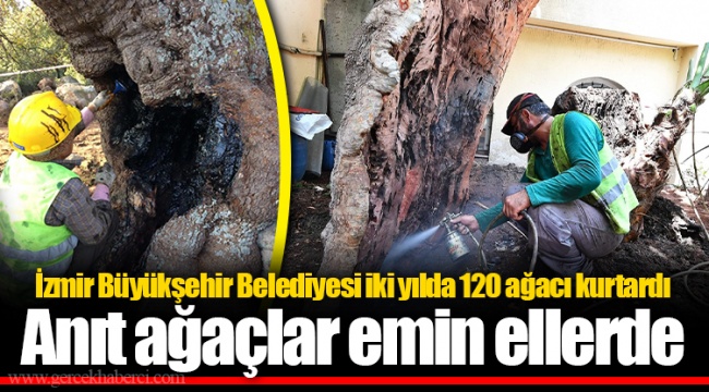 İzmir Büyükşehir Belediyesi iki yılda 120 ağacı kurtardı