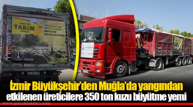 İzmir Büyükşehir’den Muğla’da yangından etkilenen üreticilere 350 ton kuzu büyütme yemi